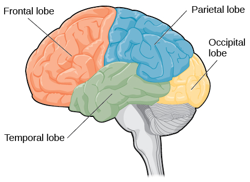 Psychology brain test Diagram