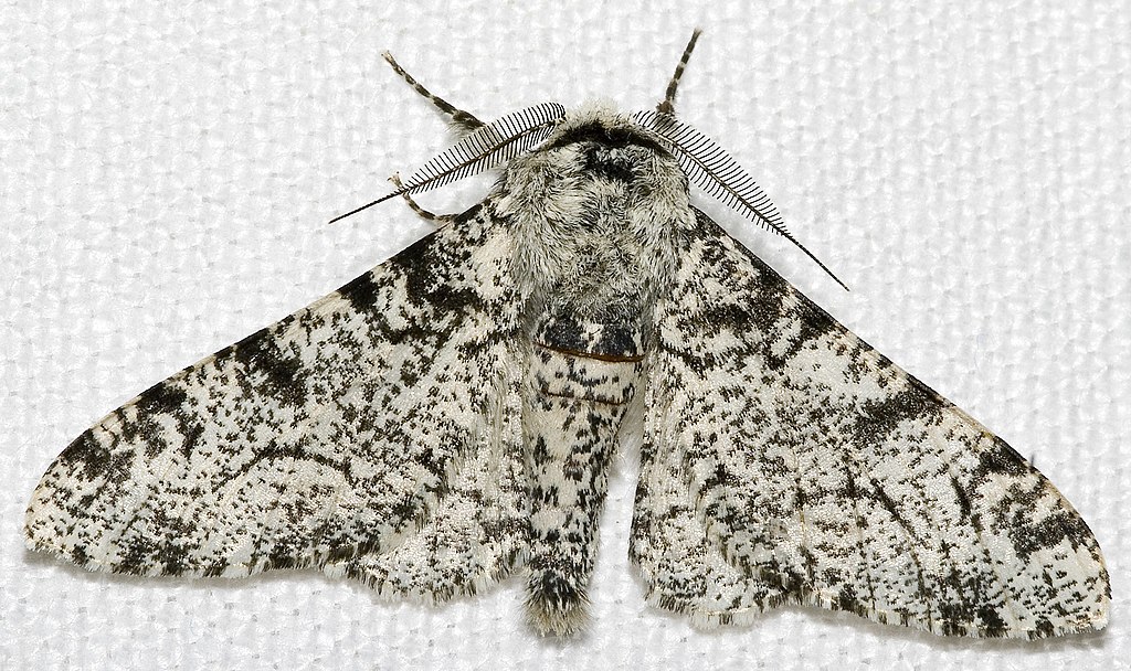 Directional Selection Example Moth