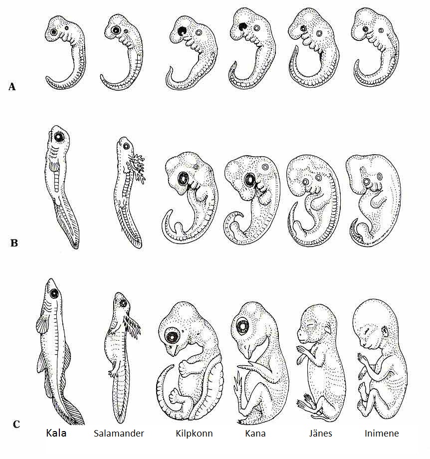 Biology II For Majors Module 10a Animal Diversity H5P