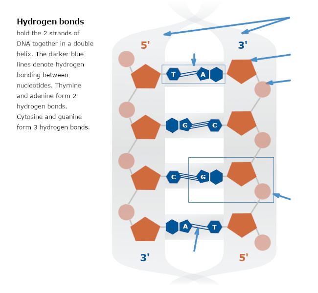 Hydrogen bonds hold the 2 strands of DNA together in a double helix. The blue lines denote hydrogen bonding between nucleotides.  Thymine and adenine form 2 hydrogen bonds.  Cytosine and guanine form 3 hydrogen bonds.