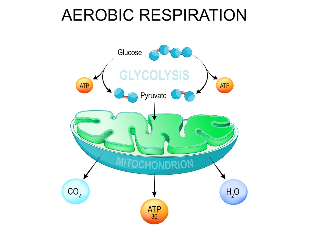Thinkport.org | MPT in the Classroom | MDFH - Anaerobic Respiration - Wine  Fermentation, image size:1024x768